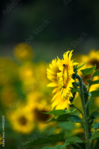 bee on sunflower