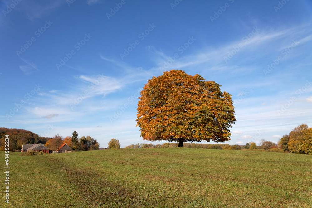 Horse-chestnut Aesculus Hippocastanum Conker Tree In Autumn, Lengerich, North Rhine-Westphalia, Germany, Europe