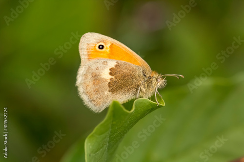 Coenonympha pamphilus, Small Heath Butterfly from Lower Saxony, Germany © Stockfotos