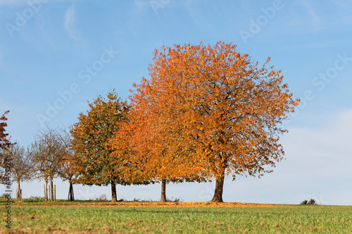 Cherry Trees In October, North Rhine-Westphalia, Germany