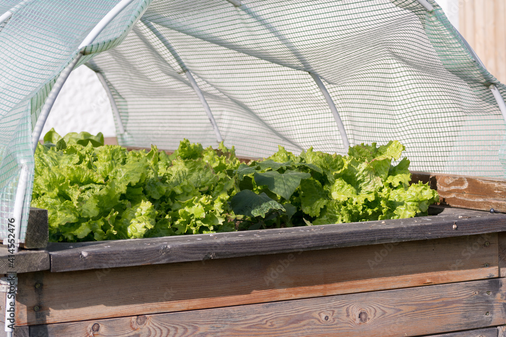 Lettuce Grows Luxuriantly Under Protective Cover In The Raised Bed Lettuce Grows Luxuriantly Under Protective Cover In The Raised Bed