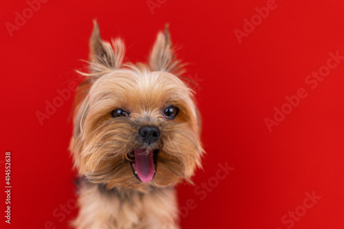 A Yorkshire Terrier dog on a red background yawns