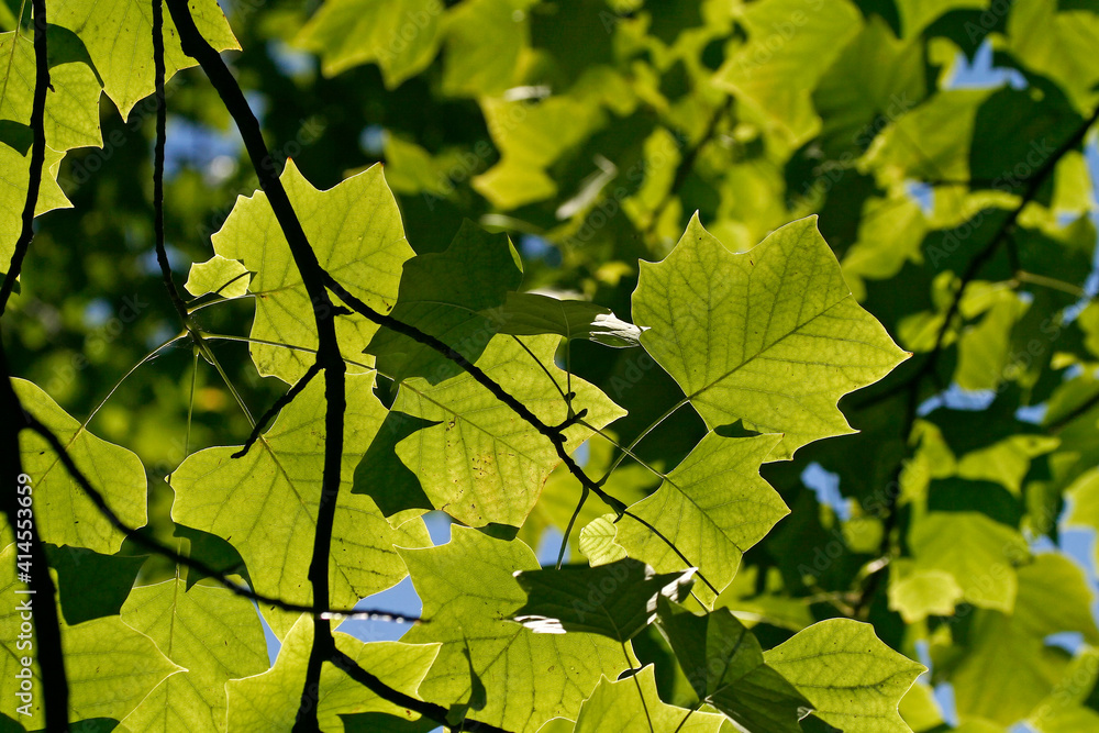 Liriodendron tulipifera, Amerikanischer Tulpenbaum (Tulip tree) Liriodendron tulipifera, Amerikanischer Tulpenbaum (Tulip tree)