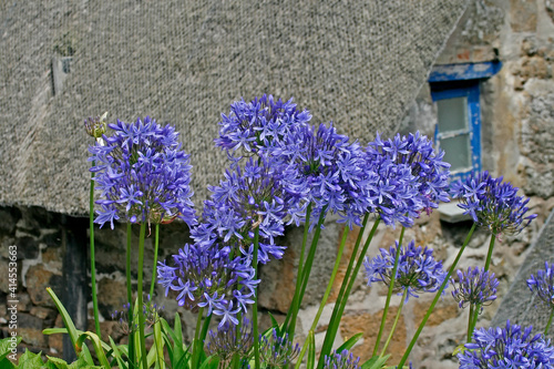 Cadgwith, Lizard Peninsula, Cornwall photo