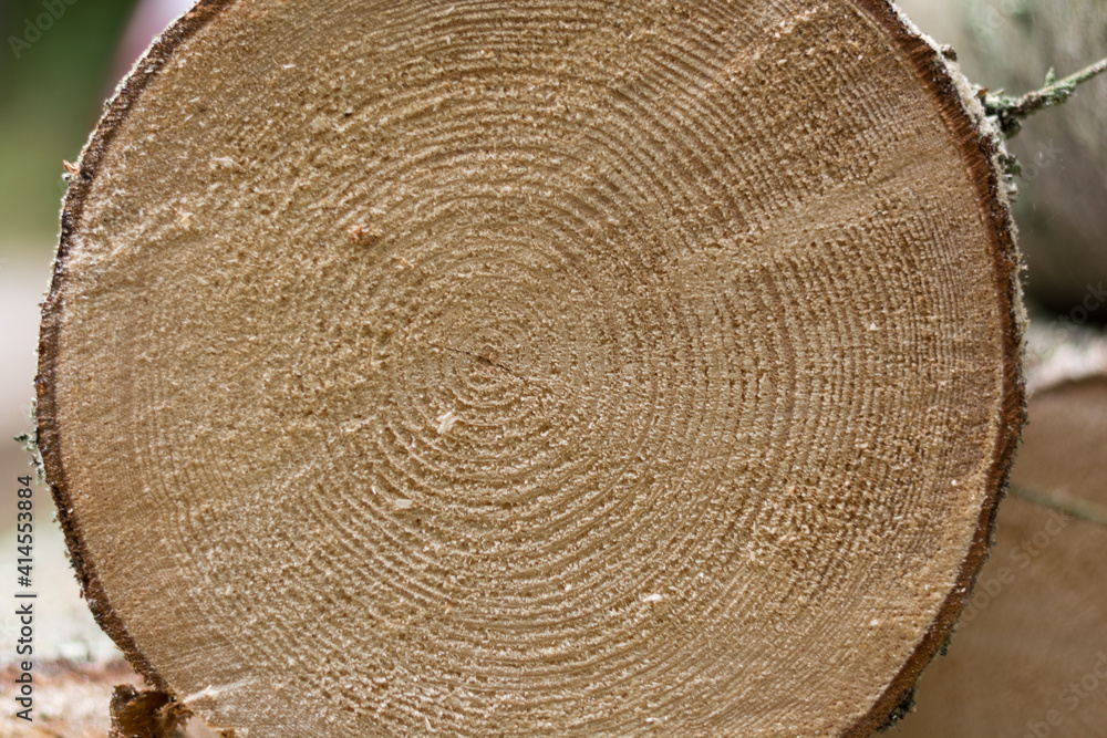 Naklejka premium Sectional Area Of A Spruce Showing Annual Rings - Close-up