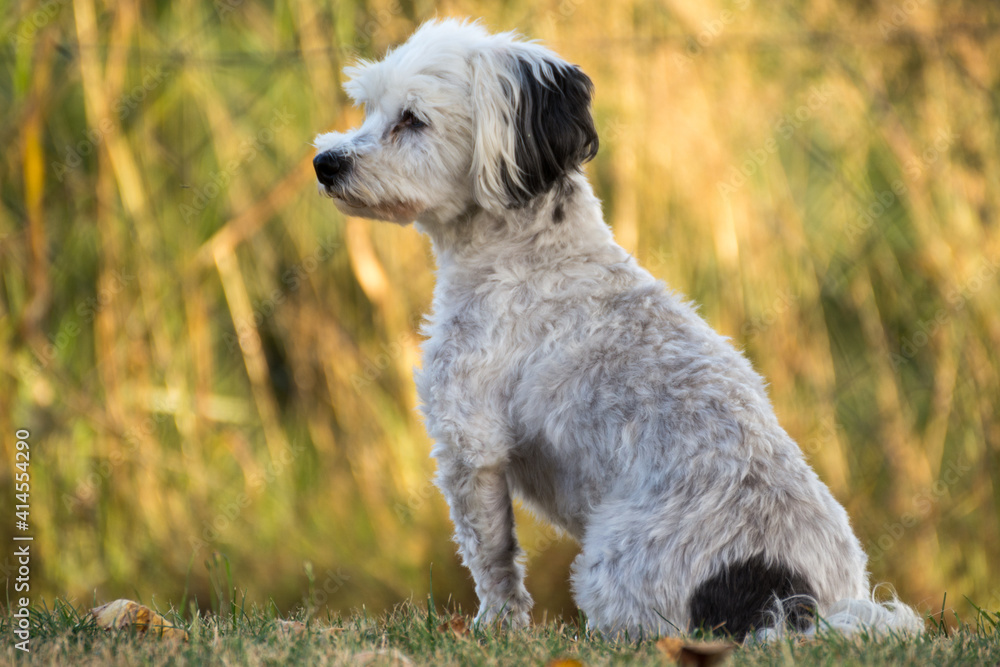 Fototapeta premium White Small Dog Wakes - Havanese