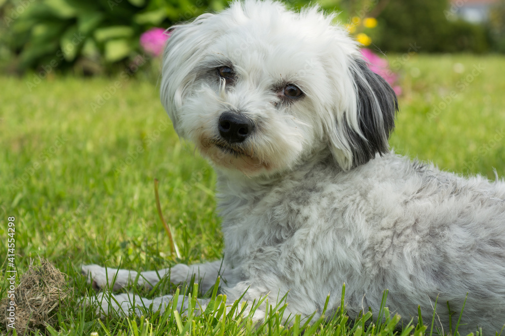 Little White Dog - Havanese Lying In Meadow Little White Dog - Havanese Lying In Meadow