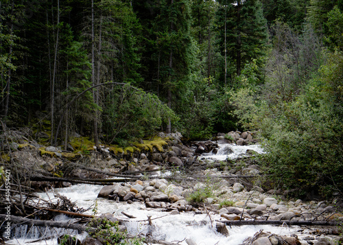 river in the forest