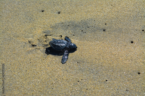 Tortuga bebe sobre arena de playa húmeda