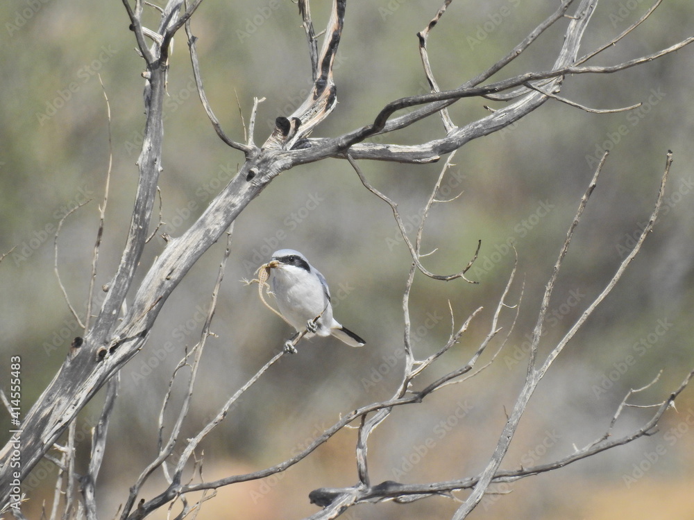A hungry loggerhead shrike, perched on a branch with a lizard in its hooked beak, in the Mojave Desert, California. A hungry loggerhead shrike, perched on a branch with a lizard in its hooked beak, in the Mojave Desert, California.