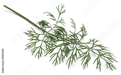 Close up shot of branch of fresh green dill herb leaves isolated on white background