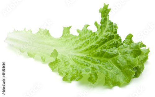 fresh green lettuce salad leaves isolated on white background