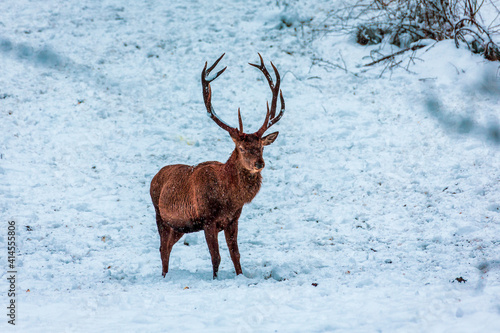 Deer looking for food in winter , Bavaria Germany. © Bernhard