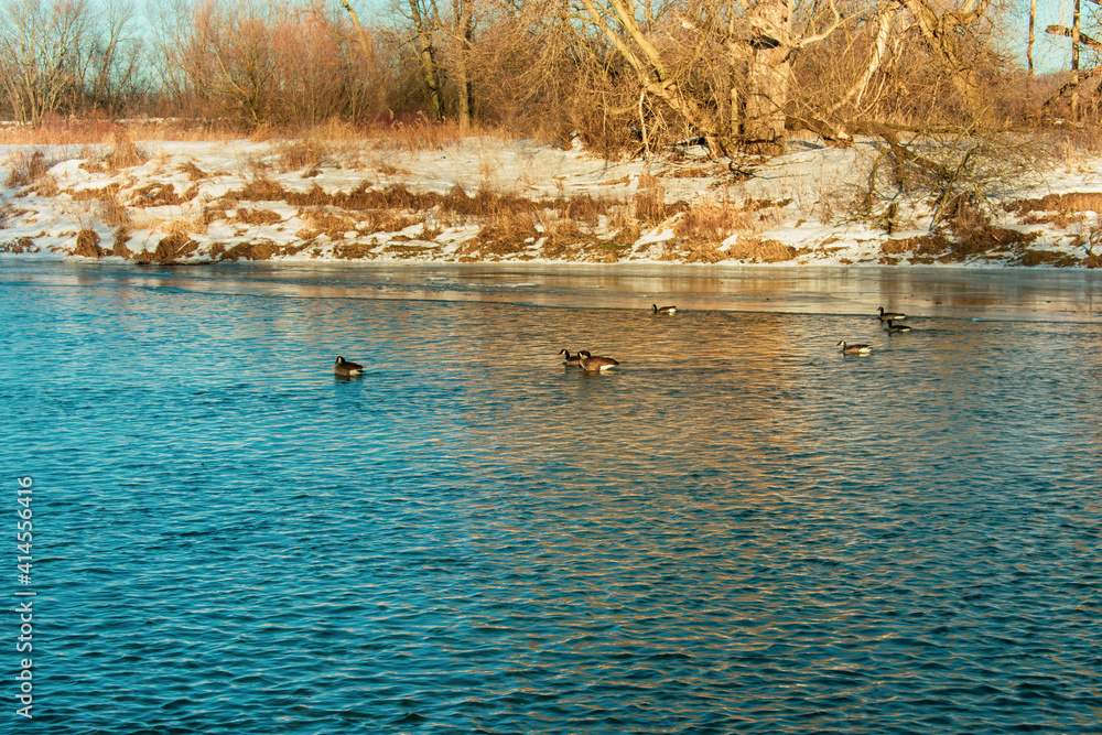 looking at ducks from far away swimming up the river looking at ducks from far away swimming up the river