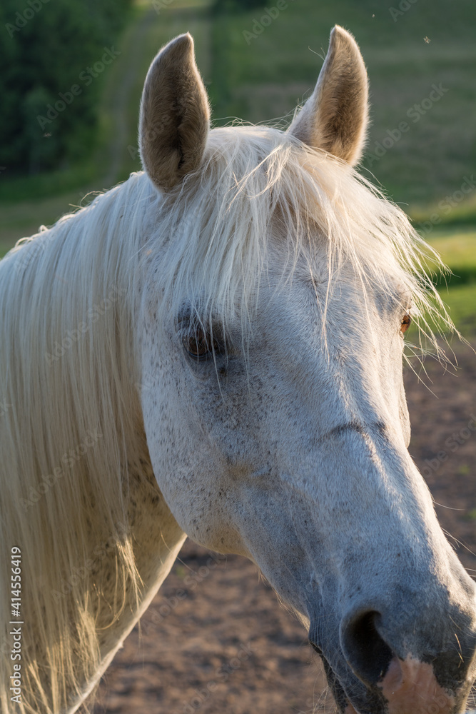 Obraz premium Arabian Horse Pricks Up His Ears