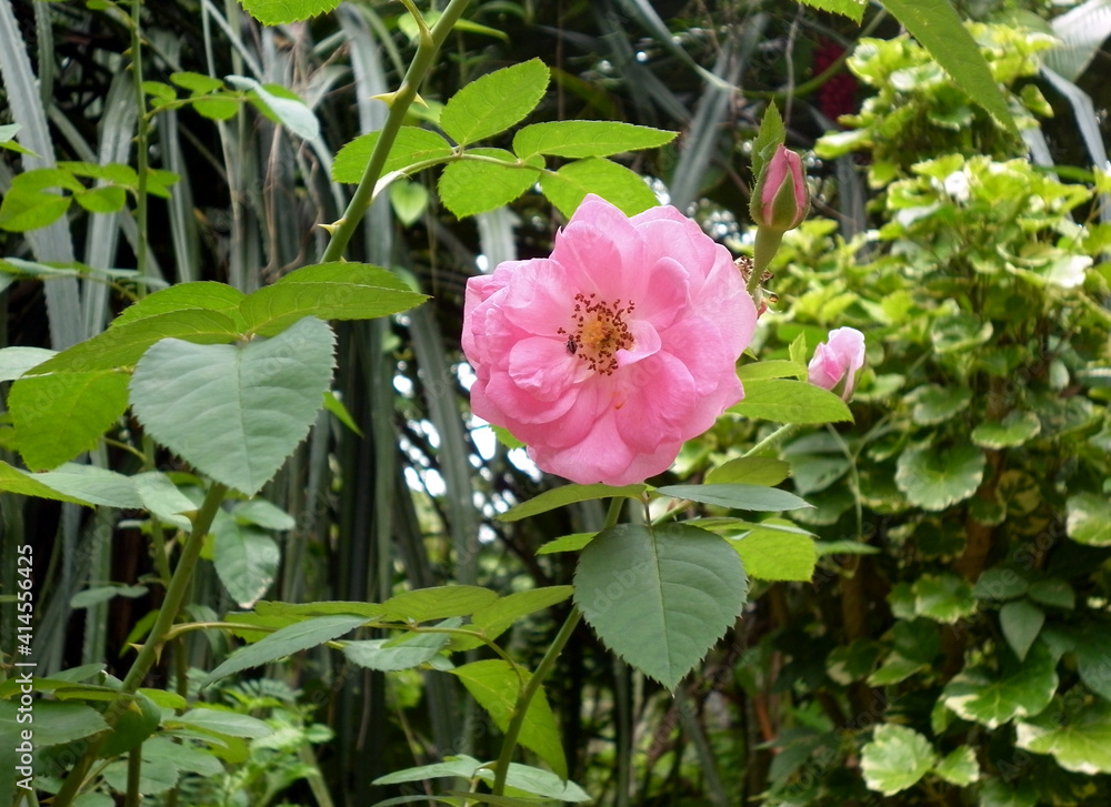 A pink rose flower and bud