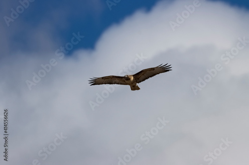 Colorado Red-tailed Hawk