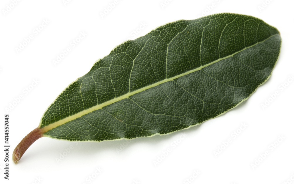 Obraz premium Aromatic bay leaves
