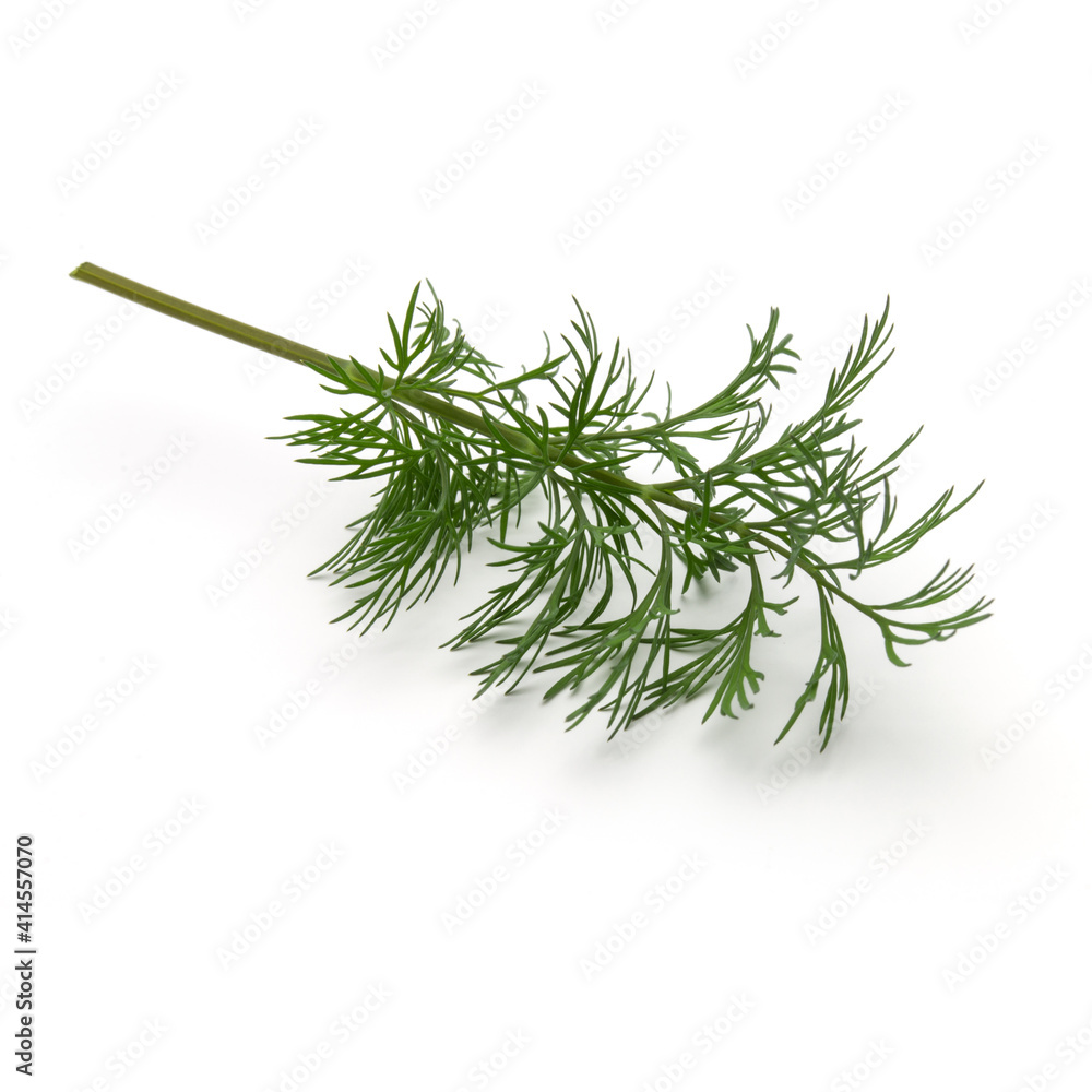 Close up shot of branch of fresh green dill herb leaves isolated on white background Close up shot of branch of fresh green dill herb leaves isolated on white background