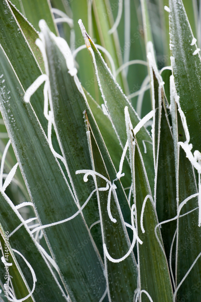 Obraz premium Abstract agave coverd with frost