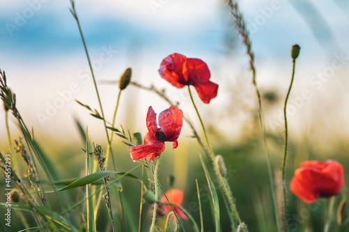 Poppy flowers in wheat field at amazing sunset. Selective focus, low DOF