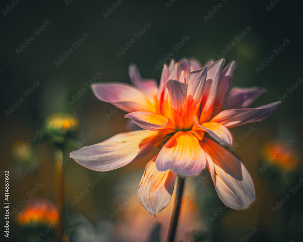 Soft focus flowers- light bokeh