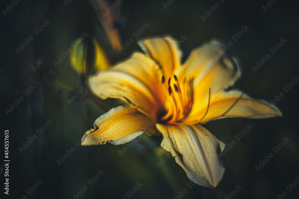 Obraz premium Soft focus flowers- light bokeh