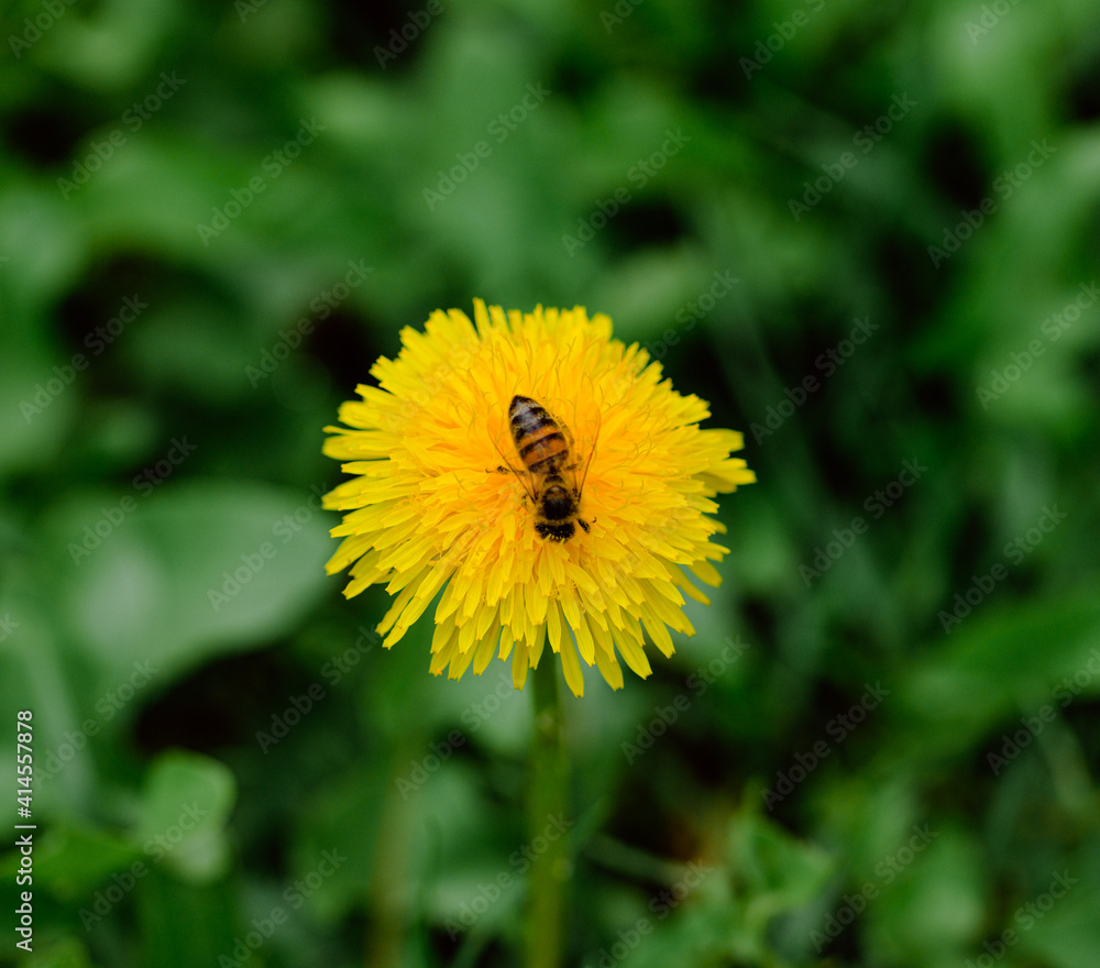 bee on dandelion bee on dandelion