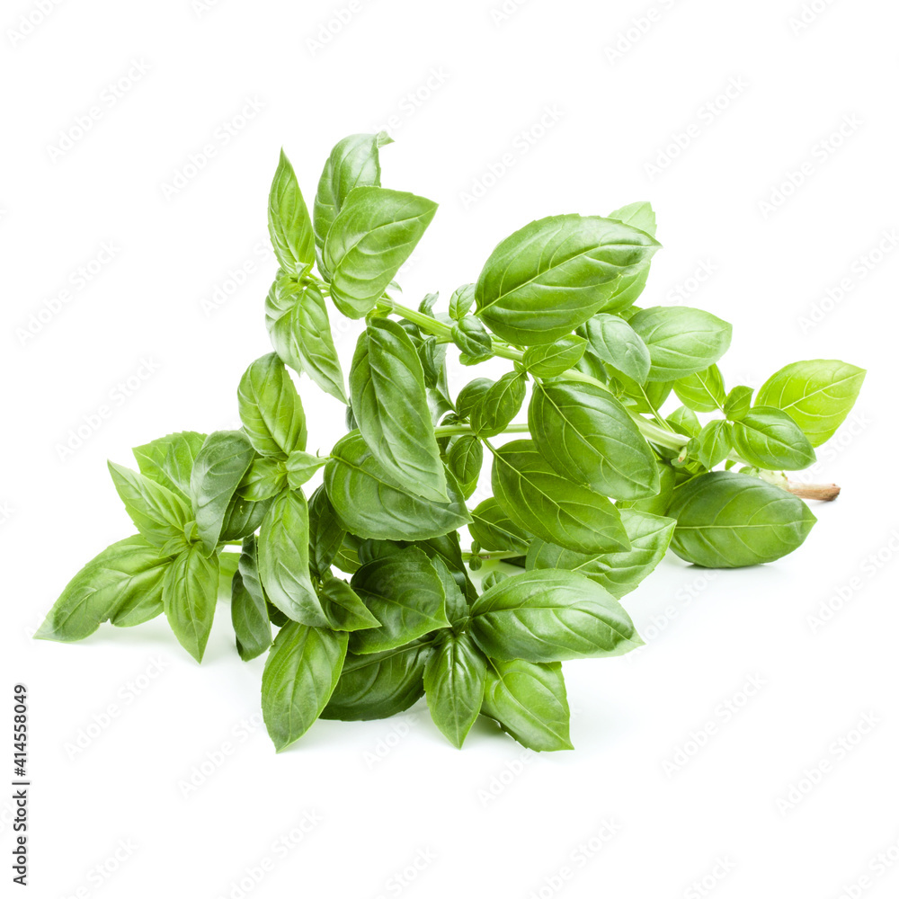 Fresh sweet Genovese basil bouquet isolated on white background cutout. Fresh sweet Genovese basil bouquet isolated on white background cutout.