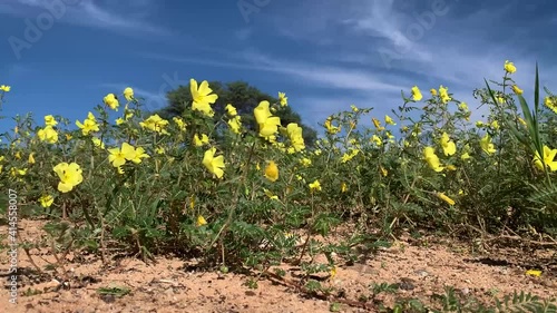Low angle shot of devil's thorn flowers blowing in the wind with a beautiful blue sky on the horizon, Kgalagadi Transfrontier Park. photo