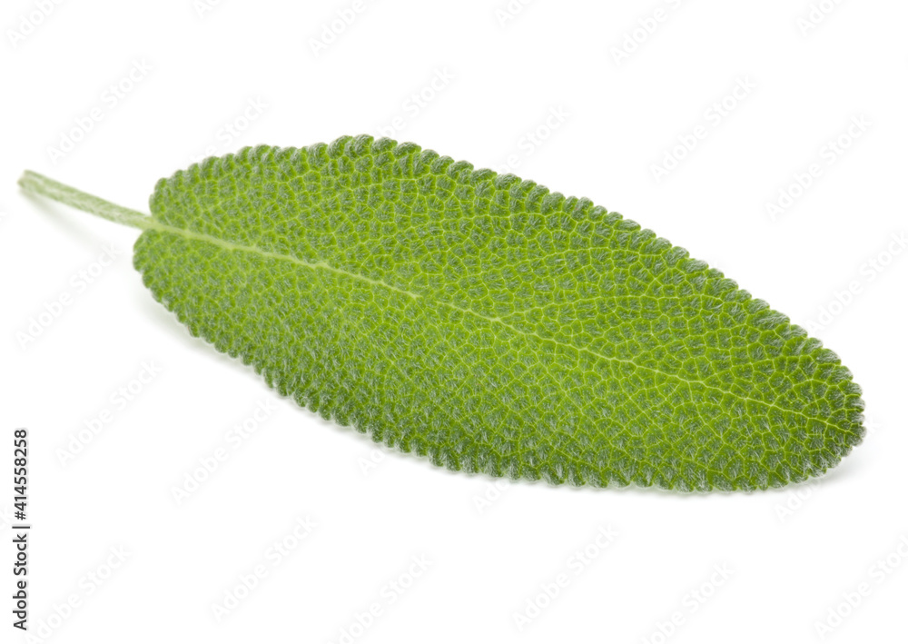 Fototapeta premium Sage leaves isolated on white background cutout.