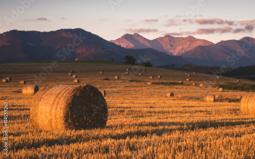 Obraz na płótnie Harvested Field with Hay Bales in Golden Evening Light Under West Tatras Mountains, Slovakia w salonie