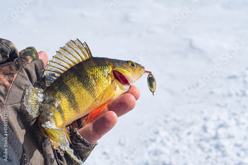 Fototapeta Naklejka Na Ścianę i Meble -  Ice fishing catch yellow perch.