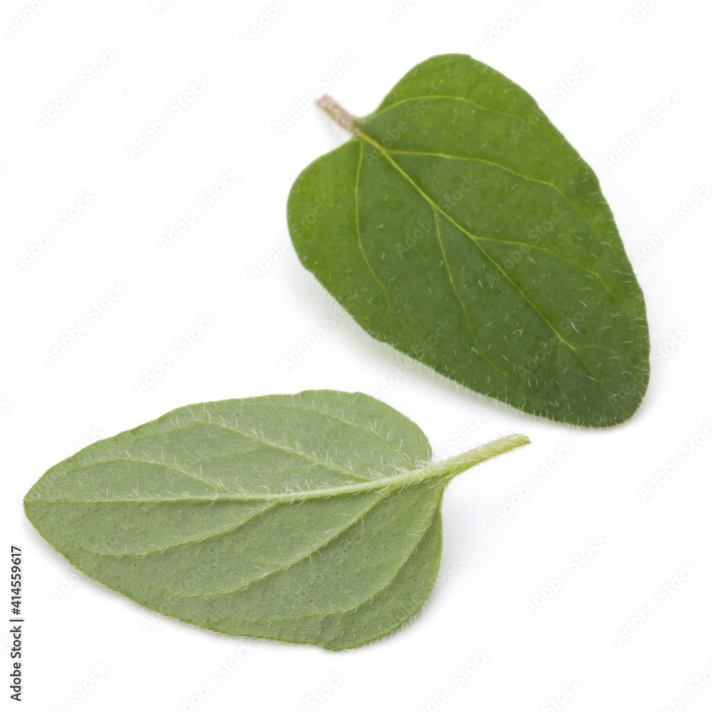 Oregano or marjoram leaves isolated on white background cutout
