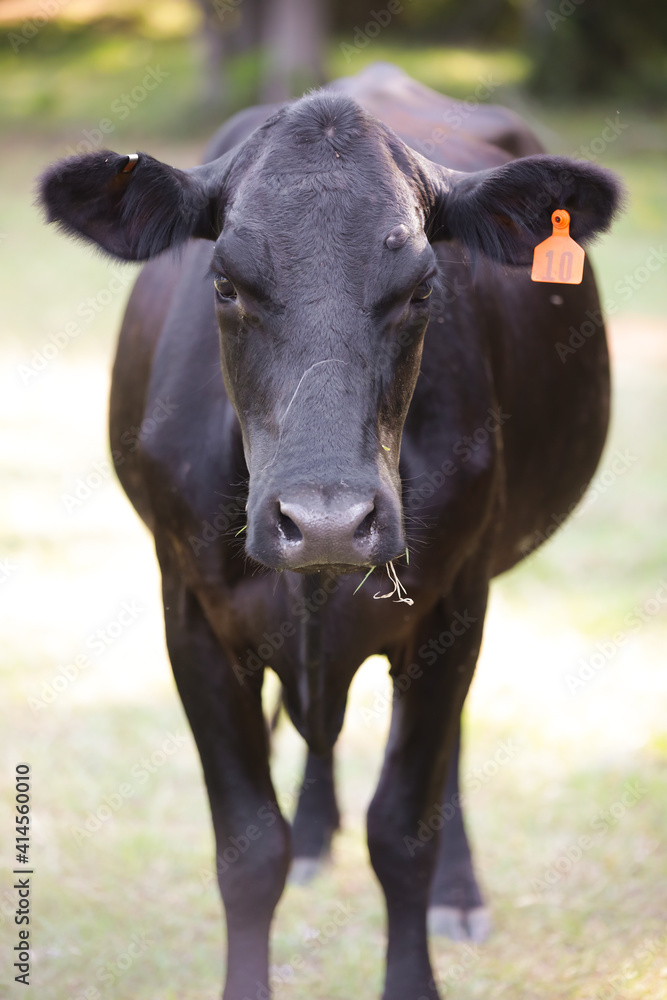 cow cow