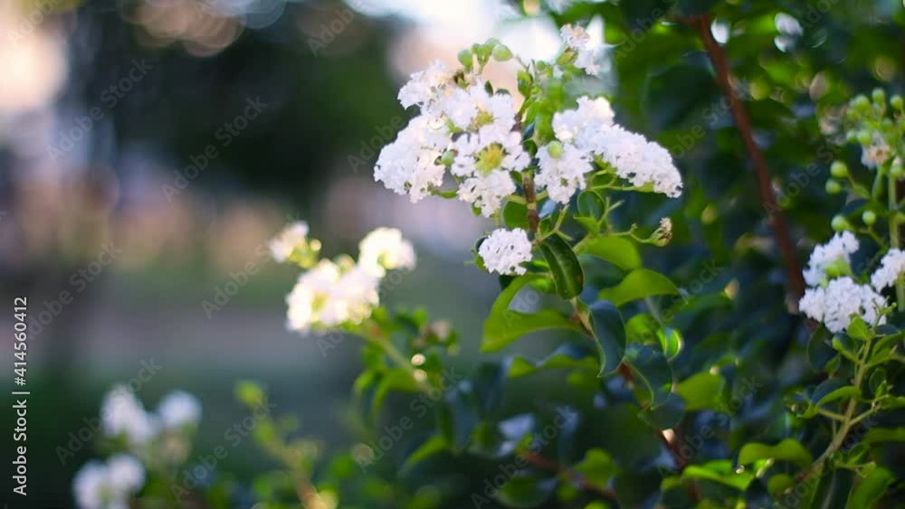 flowers in the wind flowers in the wind