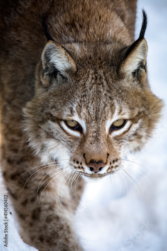 Portrait of lynx on a background of snow in the natural environment