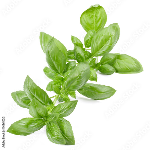 sweet basil herb leaves isolated on white background. Genovese basil leaf.