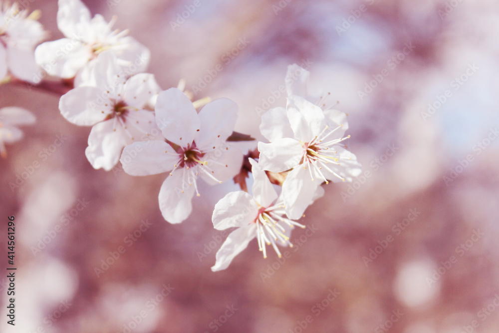 tree blossom with white flowers tree blossom with white flowers