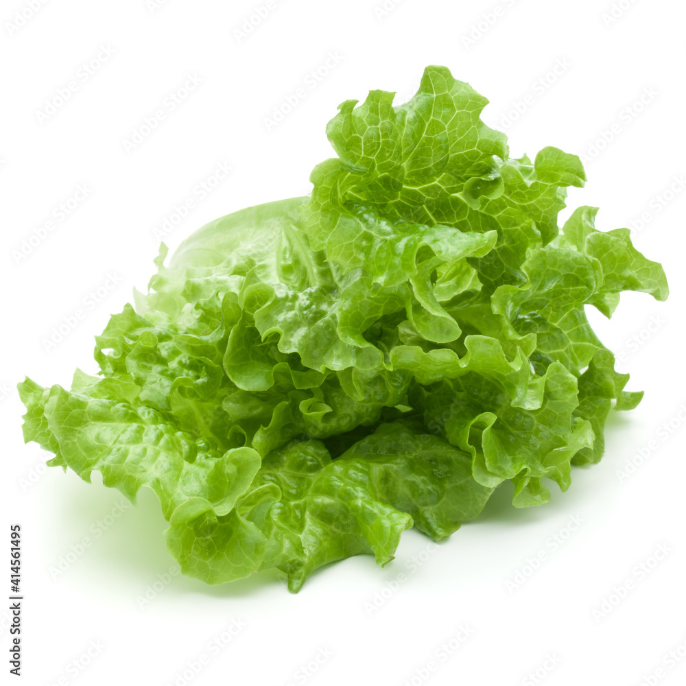 fresh green lettuce salad leaves isolated on white background fresh green lettuce salad leaves isolated on white background