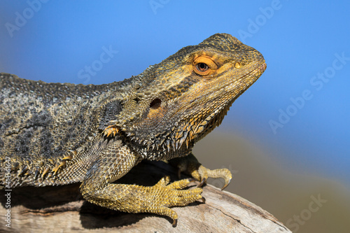 Central Bearded Dragon basking on log © Ken Griffiths