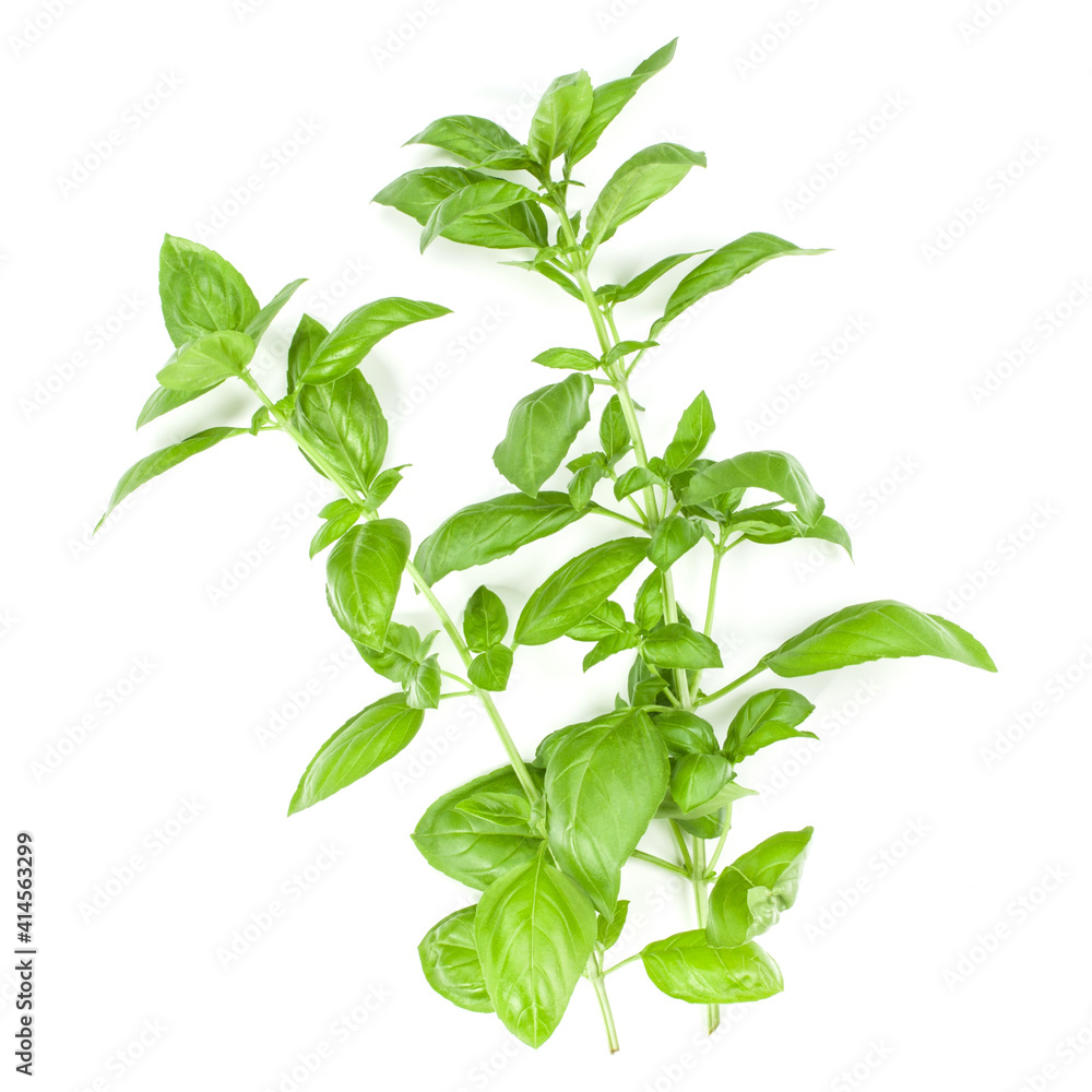 Sweet Genovese basil branch isolated on white background. Flat, Top view.