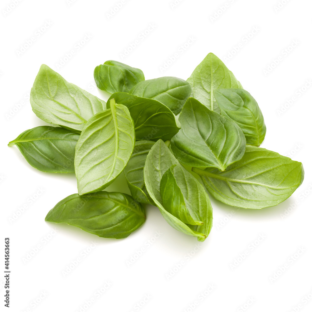 Sweet basil herb leaves handful isolated on white background closeup Sweet basil herb leaves handful isolated on white background closeup
