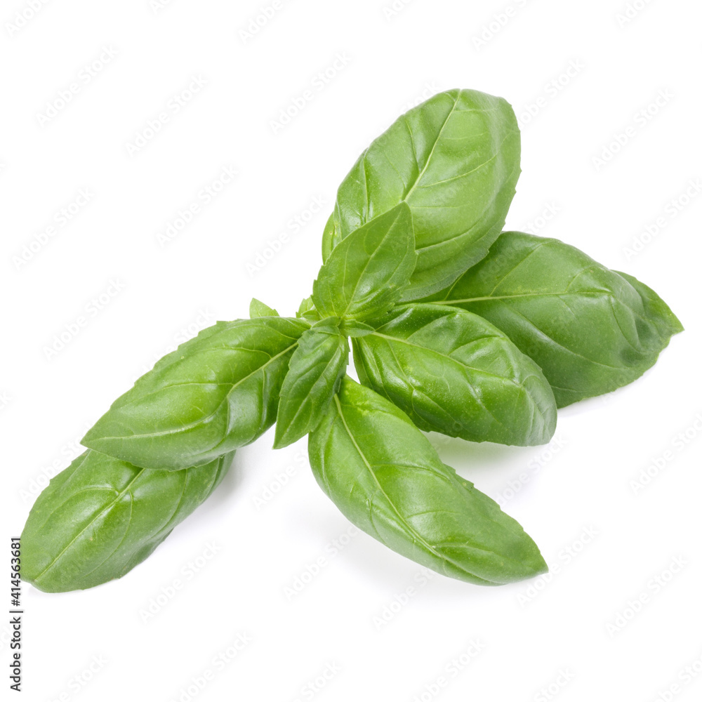 Fototapeta premium sweet basil herb leaves isolated on white background. Genovese basil leaf.