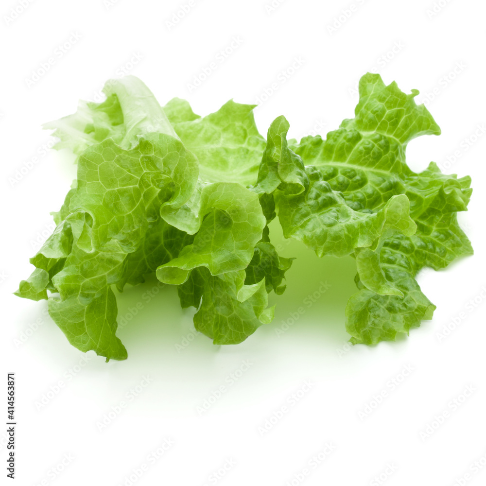 fresh green lettuce salad leaves isolated on white background fresh green lettuce salad leaves isolated on white background