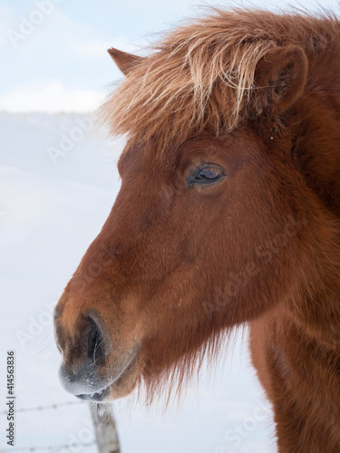 Icelandic Horse in fresh snow. Traditional breed for Iceland and traces its origin back to the horses of the old Vikings, Iceland.