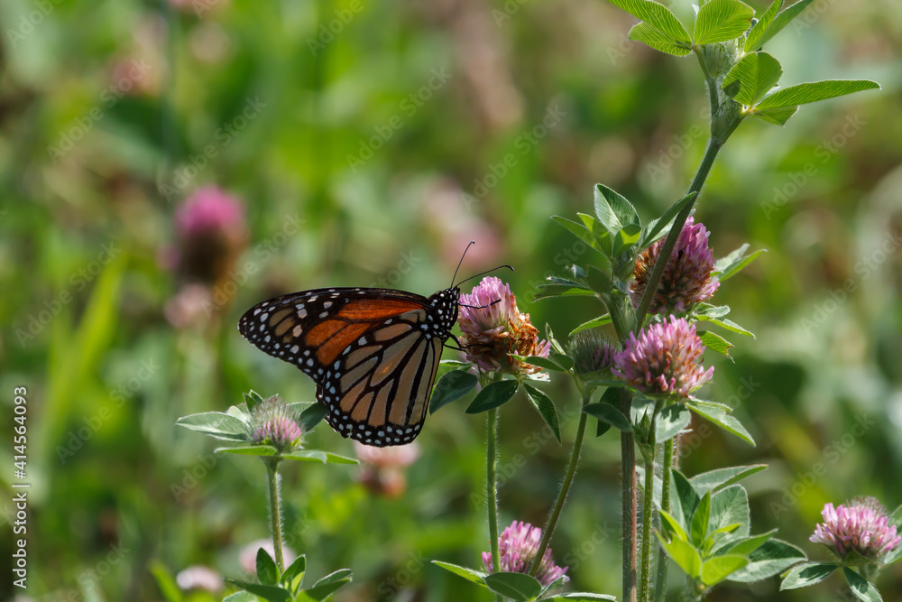 Monarch butterfly feeding on a purple clover flower in a meadow. Monarch butterfly feeding on a purple clover flower in a meadow.