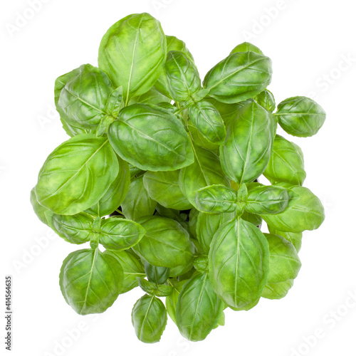 Fresh sweet Genovese basil bouquet isolated on white background cutout. Top view.