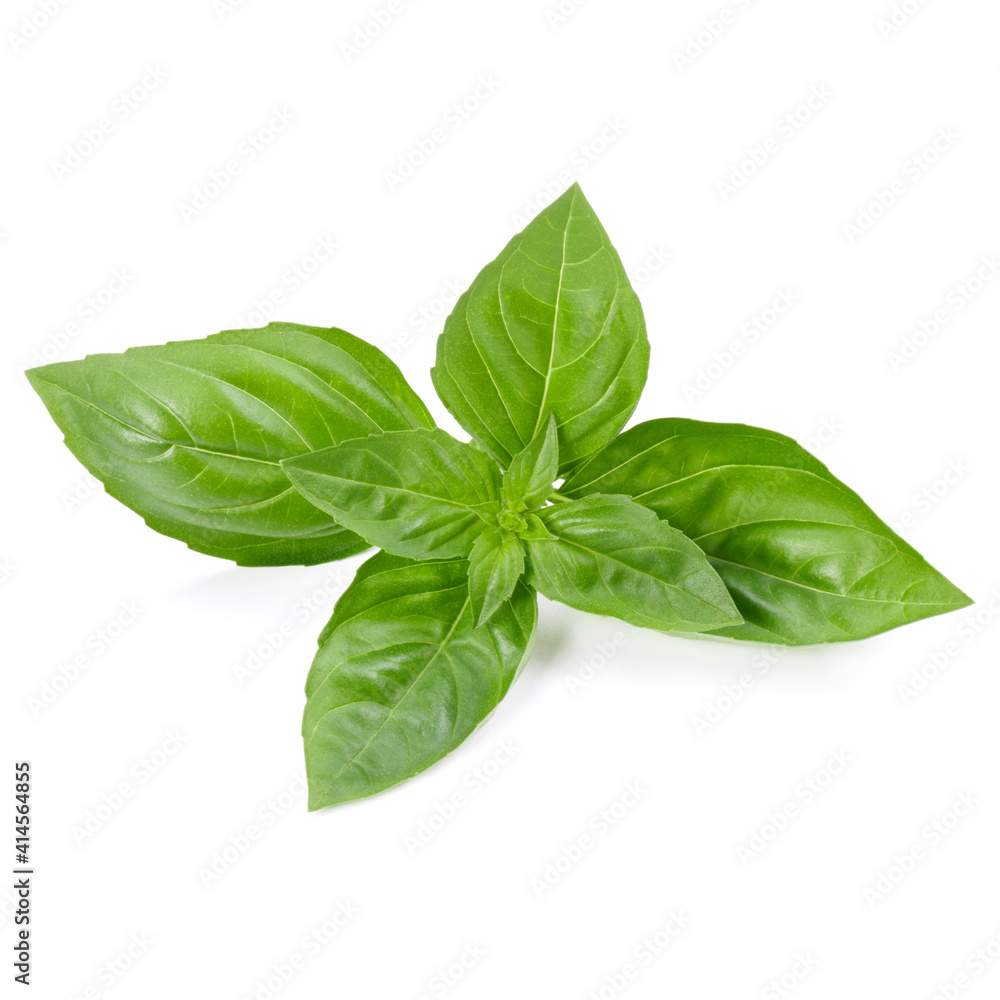 sweet basil herb leaves isolated on white background. Genovese basil leaf. sweet basil herb leaves isolated on white background. Genovese basil leaf.