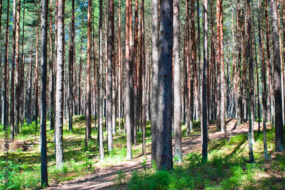 pine forest. in the photo, the trees are illuminated by the bright sun pine forest. in the photo, the trees are illuminated by the bright sun